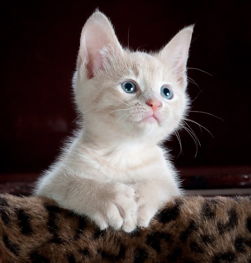 cat, feng shui,wealth,cat