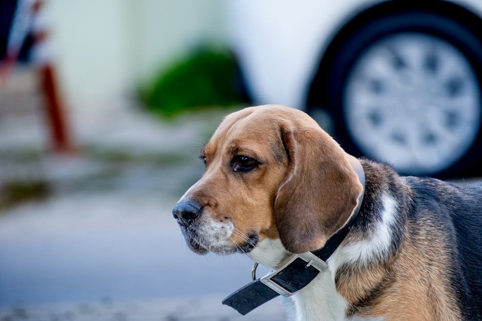 A detailed close-up of a beagle with a collar, outdoors in İzmir, Türkiye.